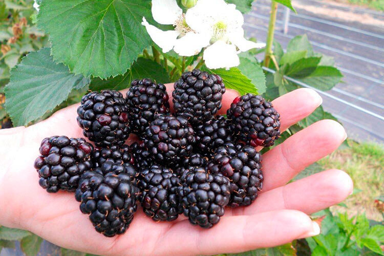 Ежевика относится к семейству Розоцветные (Rosaceae), роду Рубус (Rubus) и насчитывает в природе более 200 видов. С незапамятных времен человек лакомился чудесными ягодами, которые частенько росли на окраине сел, за огородами. 
Ежевику часто использовали в качестве изгороди, которую ни зверю, ни человеку не одолеть. А черно-сизые ягоды были непременной составляющей рациона всей семьи. Удивительные качества ежевики нашли свое отражение и в древних легендах. По одной из них, ягоды ежевики — это капли крови титанов, проливших ее на землю в битве с богами.

Хозяйственную ценность ежевики трудно переоценить. Как лекарственное сырье используются соцветия, плоды, листья, побеги и корни. Ягоды ежевики содержат:

до 13% сахаров (глюкоза и фруктоза);
до 1,5% органических кислот (яблочная, лимонная, ацетилсалициловая, винная и др.);
1,8% пектиновых веществ;
до 4% клетчатки;
витамины C, E, группы B и P;
каротин;
дубильные вещества;
пигменты;
соли калия, марганца, меди, кальция, фосфора, железа и т.д.
Богатый биохимический состав обусловливает уникальные целебные свойства — ежевика настоящая аптека для человеческого организма. Кроме того, ягоды ежевики содержат адсорбенты, выводящие из организма человека шлаки. Причем адсорбенты сохраняются при переработке, что значительно повышает пищевую ценность ягод.

Урожайность ежевики и ее гибридов в 3–4 раза выше, чем у малины. Ягоды ежевики превосходят малину по содержанию биологически активных веществ, в них больше органических кислот, Р-активных веществ, широкий спектр микроэлементов.

Ягоды ежевики более плотные, поэтому не повреждаются при уборке, легко отделяются от чашечки вместе с продоложем, прекрасно транспортируются, практически не плесневеют и могут долго храниться в холодильнике.Ежевика: промышленное выращивание Выращивание ежевики в промышленных масштабах
Выращивание ежевики в промышленных масштабах. Фото: president-ksgov.net
Ягоды ежевики отличаются тонким вкусом и ароматом в них очень гармонично сочетаются сахара и кислоты. Употребляются в свежем и сушеном виде. Их добавляют в сухофрукты для компота, готовят из них варенье, джем, повидло, мармелад, пастилу, желе, напитки и вина. Ежевика прекрасно замораживается. Ее также используют как пищевой краситель.

Благодаря своим достоинствам ежевика во многих странах получила широкое распространение как промышленная культура. Например, в ОАО «Сады Тавриды» Бахчисарайского района Крыма на четвертый год после посадки урожайность ежевики составила более 200 ц/га. Химических обработок против вредителей и болезней не требовалось, междурядья под задернением не культивировались, дождливое лето позволило обойтись почти без полива — экологически чистая продукция шла нарасхват. Почему бы не заниматься промышленным выращиванием ежевики большим и малым хозяйствам, дачникам и промышленникам?

Основная причина малого распространения ежевики на дачных и фермерских участках — отсутствие элементарной информации о сортовых саженцах. У всех сегодня слово «ежевика» ассоциируется с ее дикорастущими формами, в изобилии встречающимися в лесах, горах и оврагах, — невероятно колючие ветки с листьями, усыпанные с обратной стороны теми же  колючками и мелкими, правда, вкусными ягодами. Пока добудешь ягодку, руки изранишь и одежду порвешь.

Современные сорта ежевики обычно бесшипные, урожайность у них намного выше, чем у дикорастущих растений. Ягоды крупные, сочные, с небольшими косточками, обладают набором ценных диетических и лечебных качеств.Биологическое описание ежевики Ежевика садовая
Ежевика садовая
Ежевика — полукустарник со стелющимися или прямостоячими побегами. Корень ежевики многолетний, мощный, глубоко проникает в почву, что обусловливает засухоустойчивость растения и позволяет выращивать его даже на крутых склонах, подверженных эрозии и образованию оползней.

Надземная часть ежевики — двухлетняя, как и у малины. В первый год вырастают молодые побеги, на которых закладывается урожай будущего года. На второй год на них появляются соцветия, созревают ягоды. А к зиме эти побеги отмирают, уступая место новым.Корневища ежевики дают побеги замещения, то есть ежегодно куст имеет плети первого и второго года — одни растут, другие плодоносят. Листья пальчатосложные, с тремя, пятью или семью листочками, опушенные, с зазубренными краями. 
Цветение ежевики начинается в конце мая, что оберегает кусты от весенних заморозков. При благоприятных условиях ежевика цветет до осени. Цветки в кистевидных соцветиях обоеполые, самоопыляющиеся, крупные, с двойным околоцветником. Тычинок и пестиков, пыльцы и нектара много, поэтому пчелы, мухи и шмели уделяют им самое пристальное внимание, обеспечивая дополнительное опыление и повышая урожай.

Каждый цветок ежевики благоухает 3-5 дней, в целом же растение может цвести несколько месяцев. Первыми раскрываются лепестки в верхней части соцветия, постепенно цветение опускается к основанию и заканчивается самыми нижними цветками.

В июле созревают первые плоды, начинается сбор урожая ежевики. Ягоды не только на одном растении, но и в одном соцветии зреют неравномерно, поэтому урожай собирают поэтапно, до конца октября — начала ноября, что позволяет растянуть их потребление в свежем виде на длительный период.

Плоды ежевики — сборная костянка, условно называемая ягодой. Отдельные костянки достаточно прочно соединены между собой и с мягким белым плодоложем и, в отличие от малины, от плодоложа не отделяются.

Ягоды по форме бывают круглые и конусовидные, окраска у разных сортов различная — от черной до красной, пурпурной, фиолетовой, желтой и белой.Всего известно более 300 сортов ежевики, которые отличаются друг от друга сроками созревания, формой и цветом ягод, устойчивостью к болезням и вредителям, формой и цветом побегов и листьев. Абсолютным лидером по выращиванию ежевики являются США, где введено в культуру более тридцати сортов и с площади в 16000 га собирают десятки тысяч тонн деликатесной продукции. 
Агротехника ежевики «Торнфри»: особенности выращивания
Ягоды ежевики, сорт Торнфри
Ягоды ежевики, сорт Торнфри. Фото: www.fruitgardenplants.co.uk
Стоит отметить высокую декоративность посадок ежевики. Например, у бесшипного сорта Торнфри побеги, достигающие 4-5 метров, покрыты крупными глянцевыми темно-зелеными листьями, которые осенью становятся багряными и пламенеют под снегом почти до весны.

Если поднять побеги ежевики на опору (шпалера, забор, беседка), получится эффектная живая изгородь, которая выглядит по-разному в различное время года. Во время продолжительного цветения растение покрывается крупными (до 3–4 см в диаметре), белыми с розовым оттенком цветами, которые гораздо декоративнее жасмина. Позже кусты покрываются карминовой, темно-пурпурной и, наконец, черной, сверкающей россыпью зернистых спелых ягод.

Ягоды крупные, 4-5 гр, диаметром до 3 см, кисловато-сладкие, хорошего качества, транспортабельные. Плодоношение растянуто с июля по октябрь. Защиты от вредителей и болезней не требует.

Посадку производят по схеме 2,8-3,0×1,5-2,0 м (около 2 тыс. растений на 1 га). В приусадебных условиях, когда не предполагается применение техники, сажать можно гуще.

Поскольку первые плоды (так называемый сигнальный урожай) саженцы дают уже в питомнике, то в год посадки можно собрать вполне достаточный, а на второй — промышленный урожай, позволяющий окупить большую часть затрат, произведенных на закладку ягодника.

Каких-либо хитростей в подготовке почвы не существует, так как ежевика культура чрезвычайно малочувствительная к ее качеству. После сплошной перепашки на глубину 30 см бурят ямы диаметром 60 см и глубиной 70 см, делают местное рыхление. При большом дефиците каких-либо элементов питания их вносят под перепашку или на дно ямы, которую потом засыпают верхним слоем почвы.

После посадки растение дважды, с интервалом в 2–3 дня, поливают, чтобы в грунте не осталось пустот, от которых страдает корневая система.


Лучшие сроки посадки ежевики — осенью — за 2 недели до морозов; ранней весной — до начала активной вегетации. 
Саженцы ежевики будут себя лучше чувствовать, если посадочное место сразу же замульчировать потемневшими прошлогодними опилками. Если опилки свежие, их нужно хорошо замочить и смешать с перегноем.

В дальнейшем, по мере надобности, можно подкармливать ежевику органическими или минеральными удобрениями, так как она очень отзывчива к дополнительному питанию и поливу.

На юге шпалеру лучше ставить из железобетонных кольев высотой 2,4 м (как на винограднике), которые заглубляют в землю на 60–80 см с расстоянием в ряду 6 м, а к крайнему, «якорному», столбу ставят подпору из такого же кола под углом З0—40 градусов. Первую проволоку натягивают на высоте 80 см, две последующие — через 30–40 см друг от друга.

Молодые побеги периодически подвязывают и, направляя в ту сторону, куда они растут, создают веерную формировку. При зеленой обрезке оставляют 6–8, но не более десяти побегов на 1 м шпалеры. Длина — в пределах 1,4–1,8 м, причем плети обрезают примерно посередине, затем равномерно подвязывают к шпалере.

Чем короче обрезка, тем крупнее ягоды, хотя слишком усердствовать не стоит, поскольку можно получить обратный эффект, — излишне короткая обрезка способна спровоцировать буйный рост вегетативных побегов.

После уборки урожая отплодоносившие двухлетние побеги удаляют. Из однолетних убирают все слабые, поврежденные, загущающие и деформированные.

На сегодняшний день самый технологичный и экономически выгодный полив — капельный, хотя и другие способы дадут хороший эффект, особенно во время цветения и налива ягод. Такой нехитрый уход позволяет ежегодно получать обильный урожай.

Мы уверены, что ежевика, родная для наших краев культура, займет достойное место на приусадебных и дачных участках, в фермерских и коллективных садах. В нашей стране ежевику ожидает большое будущее, и тот, кто посадит ее себе на радость и здоровье, не прогадает.

Лекарственные свойства ежевики
Чай из ежевики с лимоном
Чай из ежевики с лимоном
В народной медицине ежевика используется очень широко — она (все части растения) обладает ярко выраженными лекарственными свойствами.

Плоды ежевики оказывают вяжущее, кровоостанавливающее, противовоспалительное, выраженное очистительное и потогонное действие. Плоды и сок утоляют жажду и обладают жаропонижающим эффектом. Спелые ягоды используются как мягкое, слабительное, средство при спастическом колите, а недозрелые — улучшают деятельность органов пищеварения и действуют как вяжущее средство при поносе.

Ягоды ежевики в виде чая употребляют как успокаивающее и общеукрепляющее средство, особенно в период климакса. Принято также считать, что они регулируют деятельность кишечника. Зрелые ягоды улучшают его перистальтику, а недозрелые оказывают дезинфицирующее и вяжущее действие.

Сок ежевики используют в качестве лечебного и профилактического средства. Для его приготовления собирают только созревшие плоды. В соке много ценных органических кислот, минеральных веществ и витаминов. Это незаменимое средство для ухода за перенапряженными голосовыми связками. Охриплость очень быстро прекращается, если пить маленькими глотками теплый ежевичный сок или полоскать им горло.

Листья ежевики проявляют антисептические свойства, улучшают перистальтику кишечника. Для лечения диареи и дизентерии применяют листья и цветы ежевики со стеблями; при заболеваниях кишечника очень хорошо действует чай из листьев. Как противогнилостное средство для улучшения перистальтики кишечника, устранения стойкой изжоги и лечения хронических колитов применяют настой листьев ежевики с цветками календулы (соотношение 2:1).

Отвар (10 г листьев на 1 стакан воды) используется для примочек при экземе и кожных заболеваниях, для полоскания полости рта и горла при ангинах и стоматите.В лекарственных целях используют листья и спелые плоды ежевики. Листья должны быть молодыми, но уже полностью развернувшимися. Поэтому идеальное время для их сбора — поздняя весна. Сразу после сбора листья сушат в темном, хорошо проветриваемом помещении. Иногда рекомендуют даже искусственный подогрев (температура не выше +40 °С).

В листьях ежевики содержатся дубильные вещества, органические кислоты, флавоноиды, витамин C и незначительное количество эфирного масла. Благодаря наличию дубильных веществ листья ежевики являются мягким вяжущим средством, которое хорошо подходит для лечения легких кишечных заболеваний, сопровождающихся диареей. Особенно приятен терпкий вкус листьев ежевики в различных чайных смесях.

Толченые листья ежевики в виде припарок прикладывают к лишаям и трофическим язвам на ногах.

Чаи из ежевики
Сырье для чая заготавливают следующим способом. Свежие молодые листья малины и ежевики в соотношении 1:2 смешать и оставить подвянуть, а затем размять скалкой. Слегка сбрызнуть водой, сложить в льняной мешочек и подвесить в теплом месте для ферментации. Спустя 2–3 дня листья быстро высушить. Готовую чайную смесь хранить в плотно закрытой посуде и заваривать как обычный черный чай. Он обладает восхитительным вкусом и ароматом.

В чайную смесь можно добавлять различные лекарственные травы. Тогда листья малины и ежевики в ней должны составлять одну треть.

Чай из листьев с лимоном: 2 ч.л. измельченных листьев заливают 250 мл кипящей воды, настаивают в течение 15 мин, процеживают и пьют, добавляя лимон.

Чай от простуды. Он «подстегивает» собственные защитные силы организма и эффективен при простуде и легком кашле: смесь листьев ежевики и малины, листья мать-и-мачехи, липовый цвет в равных пропорциях.

Чай от расстройства желудка. Такая чайная смесь снимает боль в желудке, помогает при поносе и вздутии живота: смесь листьев ежевики и малины, соцветия ромашки, мята перечная в равных пропорциях. Для приготовления чая 1–2 ч.л. смеси заливают 250 мл кипящей воды, настаивают 10 мин и процеживают.

Рецепты блюд из ежевики
Ежевичный пирог
Ежевичный пирог. Фото: www.nourishtheroots.com
Свежая ежевика, варенье или джем, пироги с ней или мороженое — это всегда огромное удовольствие. Изумительный вкус и тонкий аромат ягод делают изысканным любой десерт. Попробуйте, и вы сами в этом убедитесь!

Ежевичный крем
Размять 300 гр ежевики с 85 гр сахара, тертой цедрой и соком 1/2 лимона. Перемешать с 280 мл густых, жирных, сливок. Взбить сливки венчиком в густую пену, добавить 2 ст. ложки бренди. Разложить крем в 6 креманок.

Мороженое с яблоками и ежевикой
Положить в кастрюлю 450 гр очищенных и нарезанных ломтиками яблок, 2 ст. ложки сахара, цедру 1 апельсина, добавить 3 ст. ложки воды. Тушить под крышкой на небольшом огне, пока яблоки не станут мягкими (10–12 мин). Добавить 250 гр ежевики, тушить еще 1 мин, чтобы выделился сок. Дать остыть. Пока фрукты остывают, положить 500 гр ванильного мороженого в холодильник, чтобы оно слегка растаяло (примерно на 15–20 мин), размешать его с фруктами. Затем поставить в морозильную камеру и заморозить.

Яблочно-ежевичный пирог с крошкой
Положить в кастрюлю 3 очищенных и нарезанных яблока, 150 гр ежевики, 2 ст. ложки сахара, щепотку корицы и 21 ст. ложки воды. Накрыть крышкой и потушить на небольшом огне. Готовую смесь переложить в форму. Растереть 75 гр масла с 225 гр муки, добавить 75 гр сахара, распределить по яблочной смеси и запекать в духовке при температуре 180 °С в течение 30 мин.

Салат из груш и ежевики
Очистить от кожуры и сердцевины 500 г груш, нарезать тонкими дольками. 3 стакана ежевики промыть и откинуть на дуршлаг. Цедру 1 лимона натереть на терке, мелко нарезать несколько листьев ежевики. Все смешать, посыпать сахаром и выложить в салатницу. Взбить 1 стакан сливок и полить салат. Перед подачей на стол украсить блюдо ягодами ежевики, дольками груш и листьями.

Десерт со сливами и ежевикой
Поместить в кастрюлю 275 гр слив, 250 гр ежевики и 3 ст. ложки прозрачного меда, добавить 2 ст. ложки воды и тушить под крышкой 2–3 мин, пока сливы не станут мягкими Дать полностью остыть. 75 гр песочного печенья раздробить скалкой, чтобы получились крупные крошки. Отложить 2 ст. ложки крошек для украшения. Перемешать печенье с 500 г густого натурального йогурта. Разложить половину десерта в 4 креманки (вместимостью 200 мл) Сверху положить слой слив с ежевикой. Затем опять слой йогурта, посыпать крошками. Сразу подавать.

Лимонный пудинг с ежевикой
Положить 225 гр ежевики в форму вместимостью 600 мл. В большой миске взбить 25 гр сливочного масла с 50 гр сахара. Добавить тертую цедру 1 лимона. Затем, продолжая взбивать масляную массу, добавить в нее еще 50 гр сахара, 25 гр муки, 2 яичных желтка и 150 мл молока. Взбить 2 яичных белка в густую пену и аккуратно ввести их в смесь. Полученным тестом залить ежевику. Форму с пирогом поста вить в емкость большего размера, в которую налита вода (уровень воды 2,5 см). Запекать при температуре 180 °С в течение 45 мин до коричневой корочки.

Быстрый ежевичный десерт
Перемешать 200 гр ежевики с 25 гр горячего сливочного масла и 2 ст. ложками ванильного сахара, добавить немного бренди и поджечь (фламбе). Для особого случая подавать десерт на кусочках кекса или бриоша со взбитыми сливками.