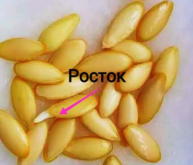 Лучше не ждать, когда росток станет ещё больше