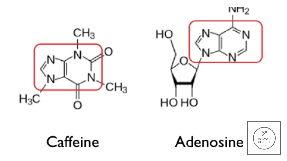 Механизм кофеина. Аденозин и кофеин на рецепторах. Пуриновые рецепторы и кофеин. Механизм действия кофеина схема. Кофеин антагонист аденозина.