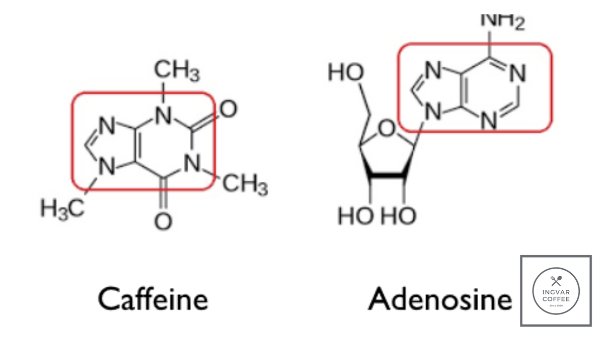 Формулы кофеин а и аденозина