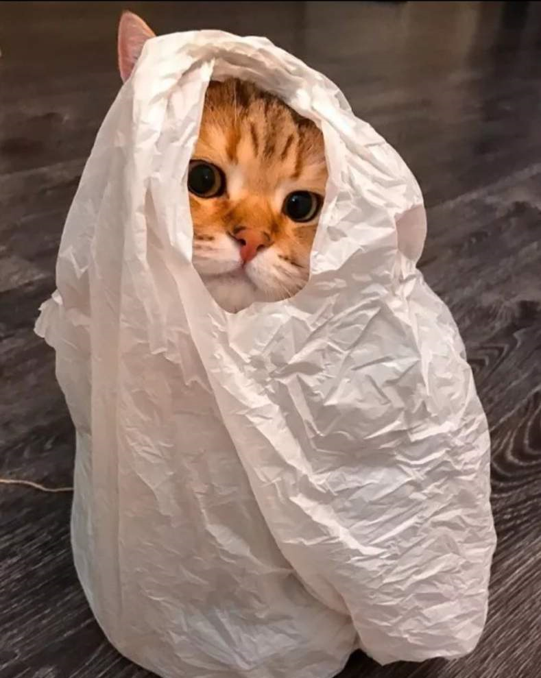 Взято с https://pm1.narvii.com/