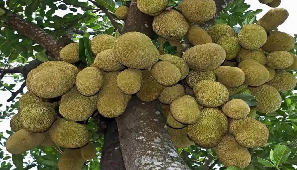 Фото monateka.com