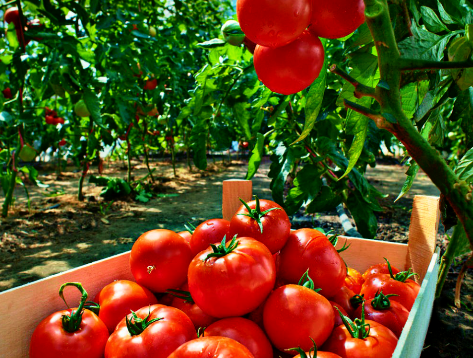 Внесение удобрений в лунки, повышает урожайность томатов.
