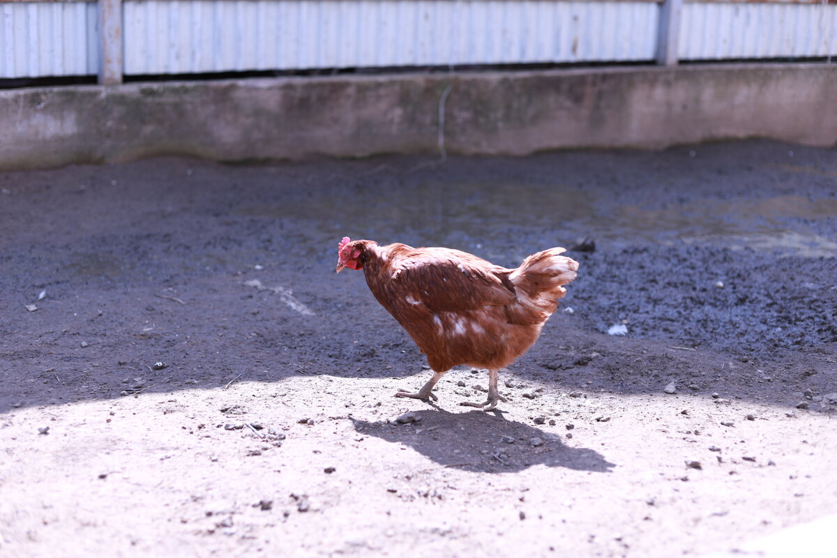 В поиске живой еды