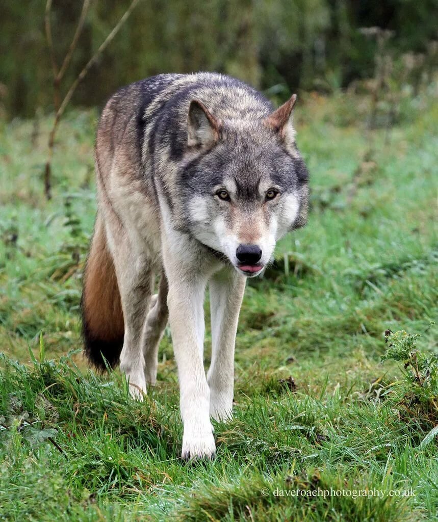 Взрослый волк. Волк canis Lupus. Волк - canis Lupus l.. Canis Lupus occidentalis. Макензийский волк.