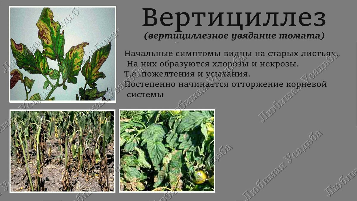 Болезни томатов фото описание и лечение сворачивание листьев