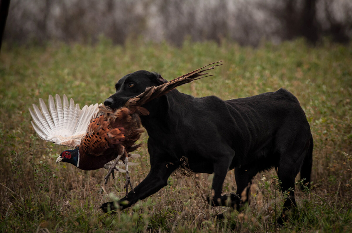 На охоте. Источник фото: Яндекс картинки