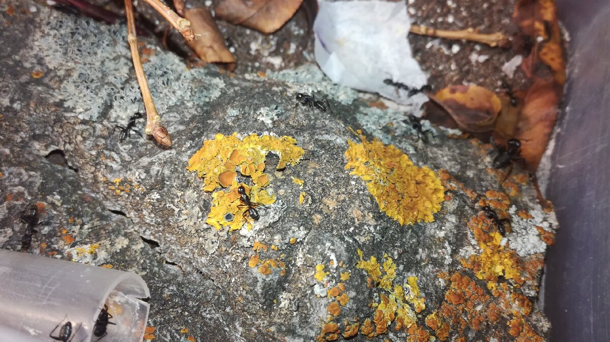 Источник из официальной группы ВКонтакте : https://vk.com/mirmikariy