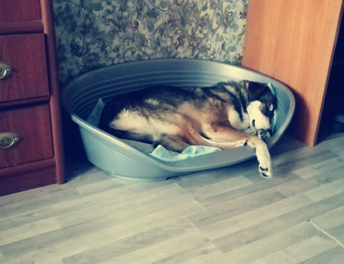 Йола обожает свое собачье корыто!
