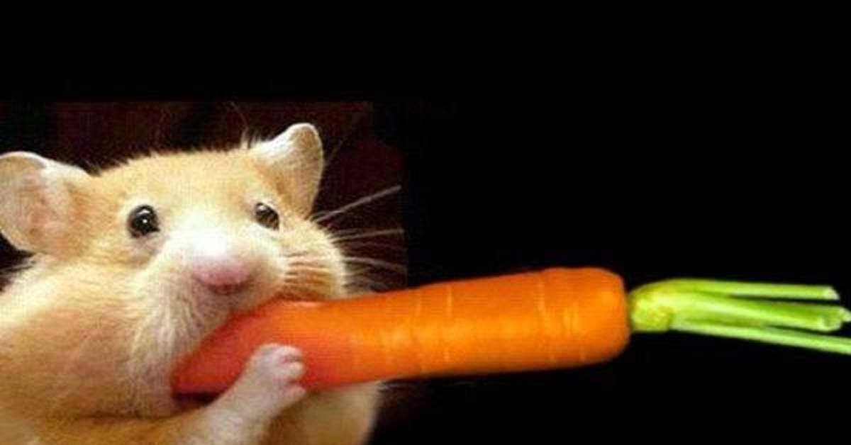 Фото: https://pikabu.ru/story/pro_khomyakov_6406512?view=amp