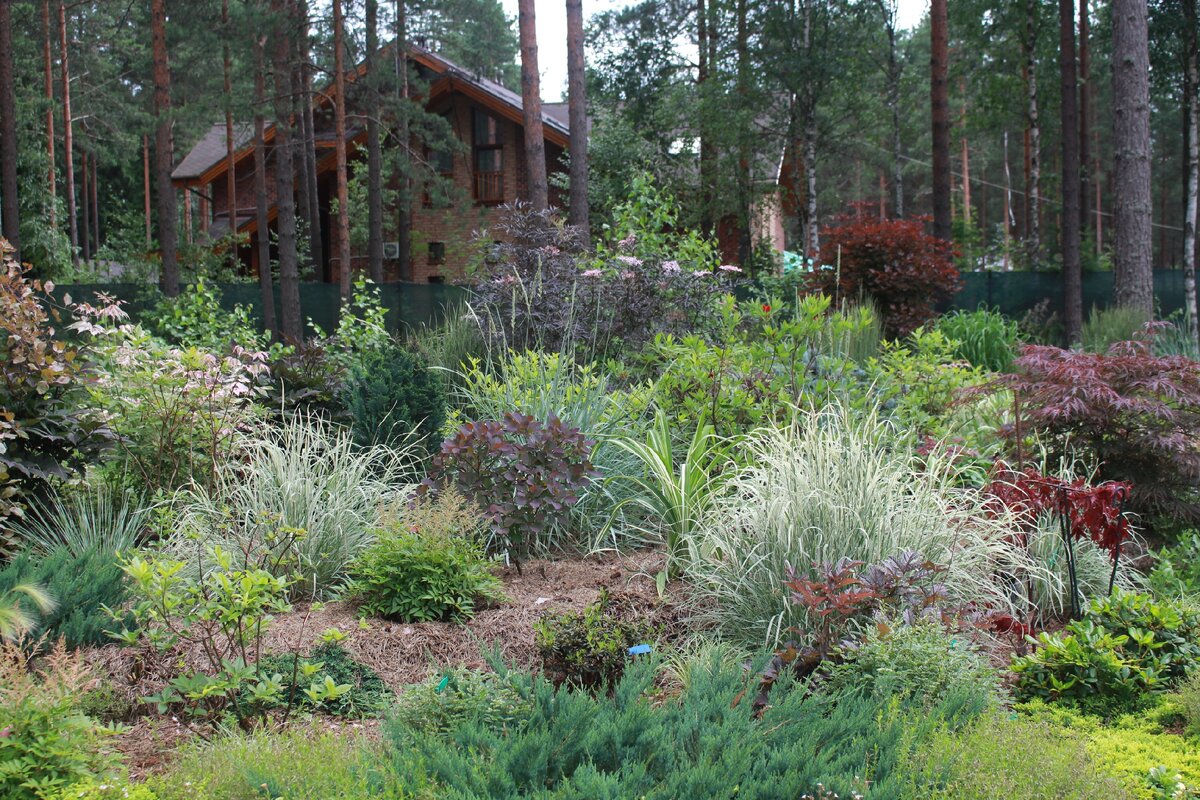 В моем саду 8 июля 