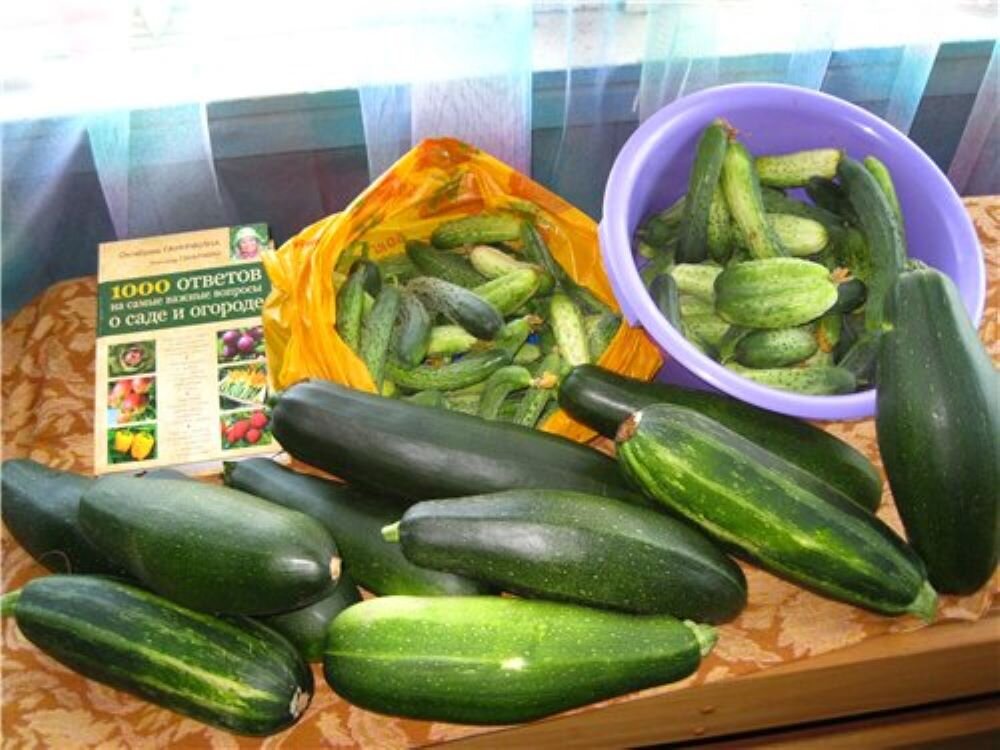 огородничали по книжке