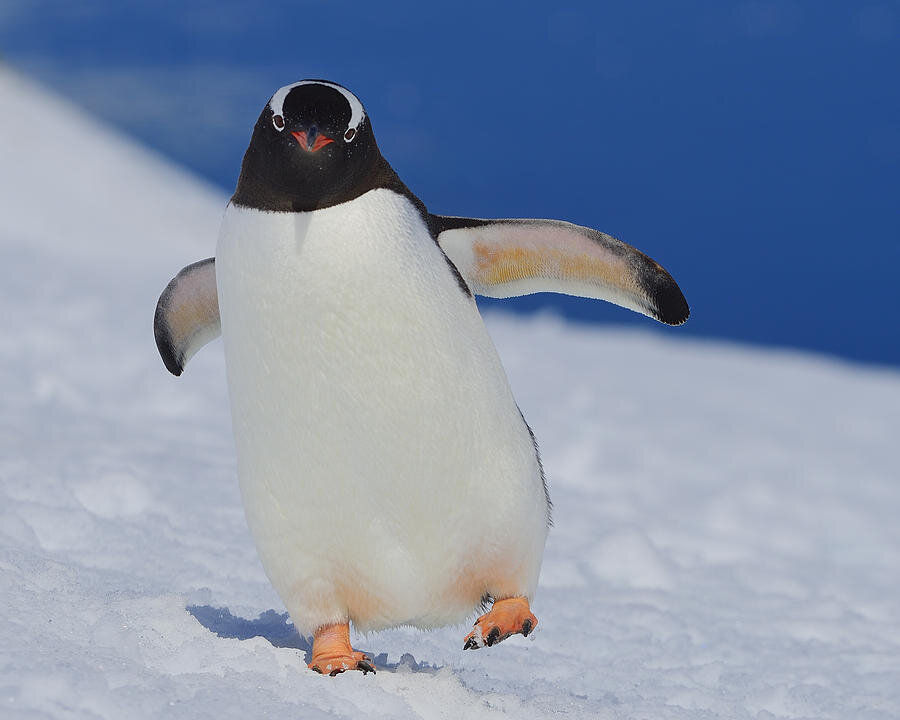 Пингвин воркута