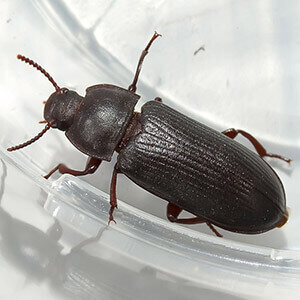 Вот он. Не поленилась, нашла в интернете. Большой хрущак.