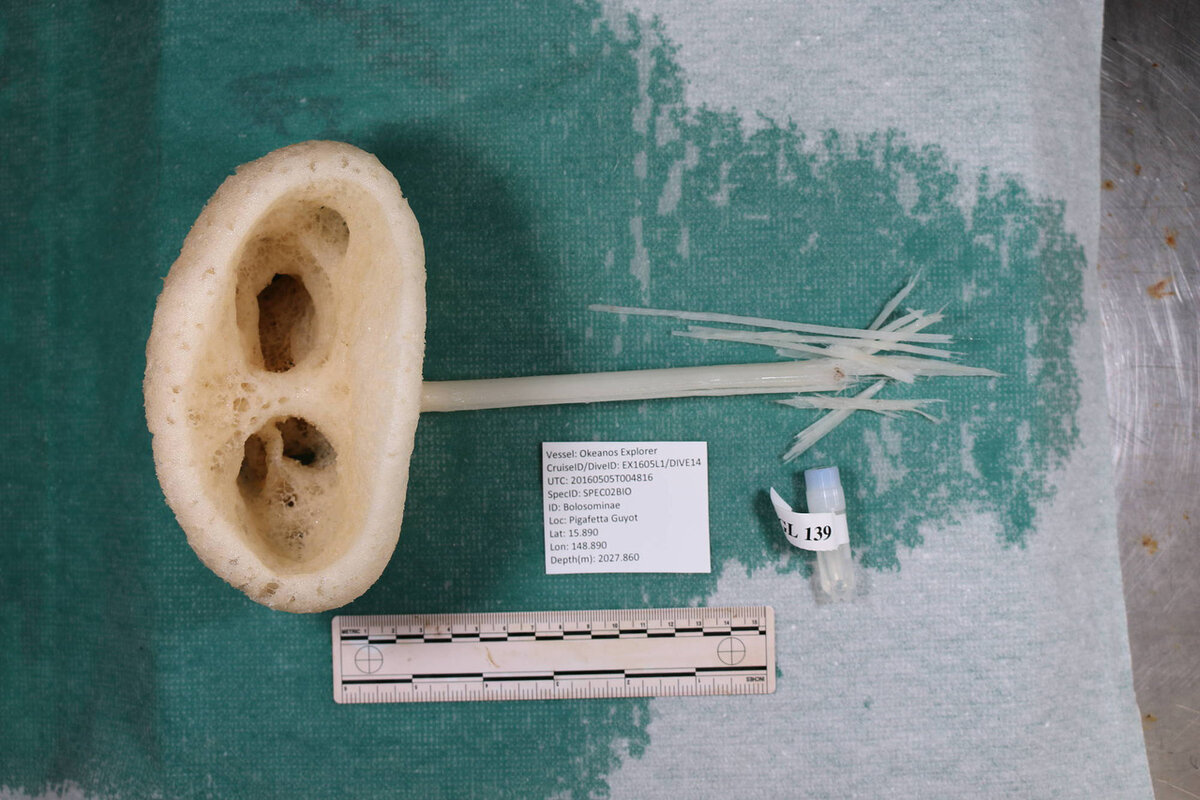 губка Advhena magnifica, найденная в 2016 году доктором Кристианой Кастелло Бранко