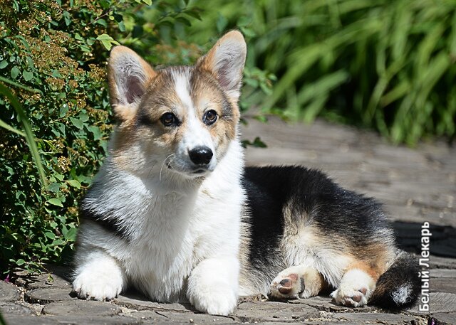 Вельш-корги Пемброк Леги Артис Хэви Метал в питомнике "Белый Лекарь". https://vk.com/beliy.lekar