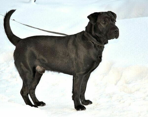 Метис лабрадора и овчарка