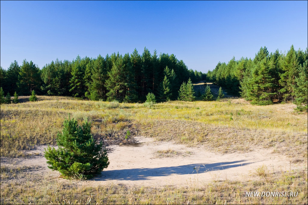 Сосна-самосейка в песчаной котловине