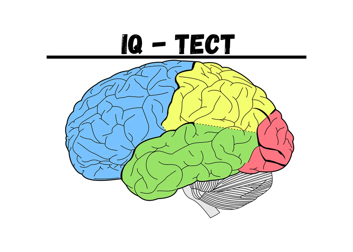 Brain 38. Доли и зоны головного мозга. Доли коры головного мозга. Рисунок и доли коры головного мозга рисунок. Фронтальные зоны головного мозга.