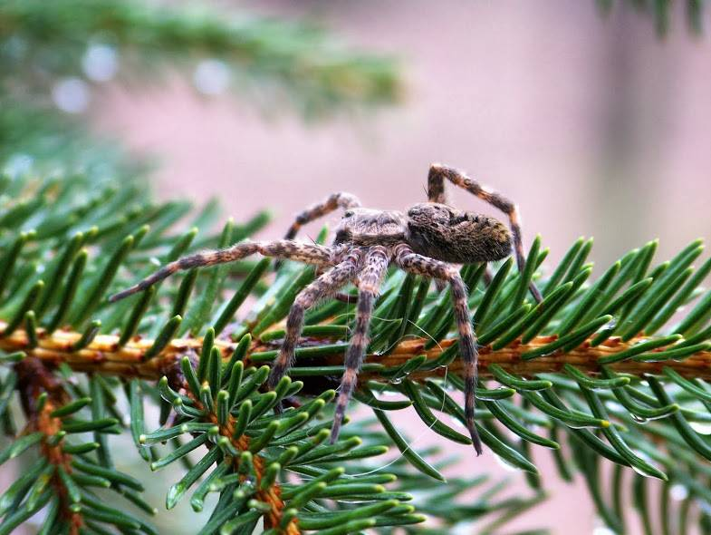 Такового паука вы вряд ли встретите зимой на ёлке, но вот его яйца запросто.