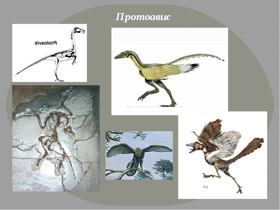 Археоптерикс реконструкция. Протоавис и Археоптерикс. Протоавис переходная форма. Мезозойская Эра Археоптерикс. Археоптерикс Эволюция птиц.