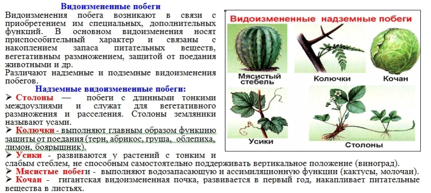 Надземные видоизмененные побеги. Видоизмененные органы растений. Колючки видоизмененные побеги. Надземные органы растения.