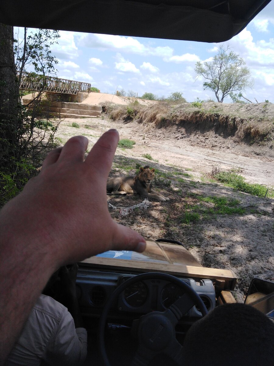на сафари в парке Селус, лев в 5-ти метрах от меня