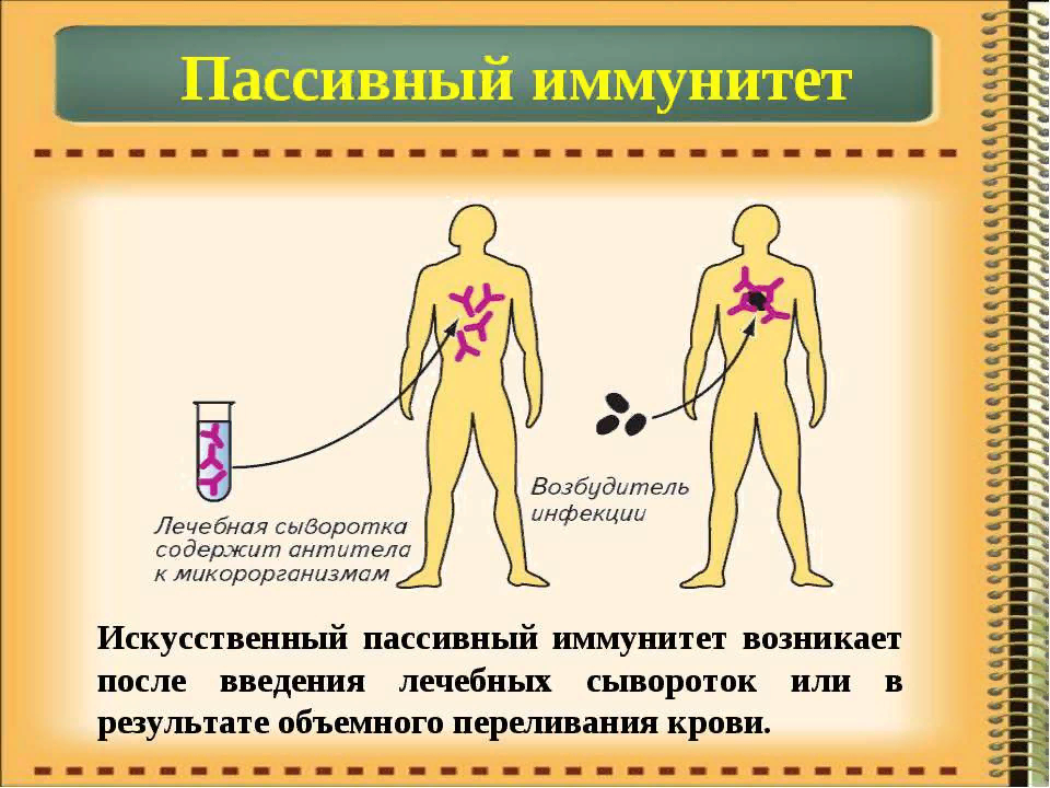 После введение сыворотки формируется иммунитет. Пассивный искусственно приобретенный иммунитет. Искусственный активный иммунитет формируется после введения. Пассивный искусственный иммунитет создает. Искусственный активный иммунитет искусственный пассивный иммунитет.