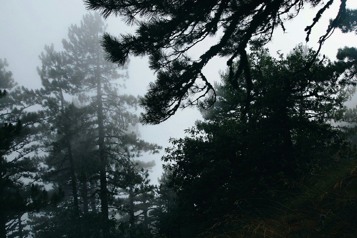 На боткинской тропе.