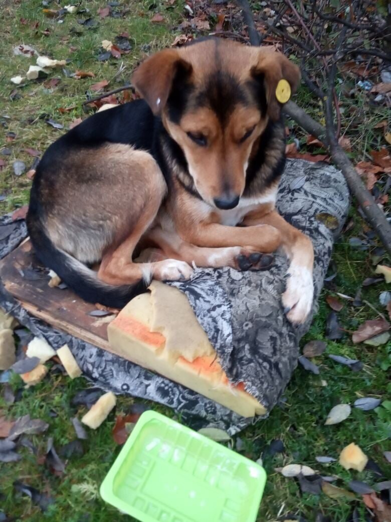 Собак, прошедших программу ОСВВ выпускают не там, где они жили раньше, и им непросто выжить на новом месте.