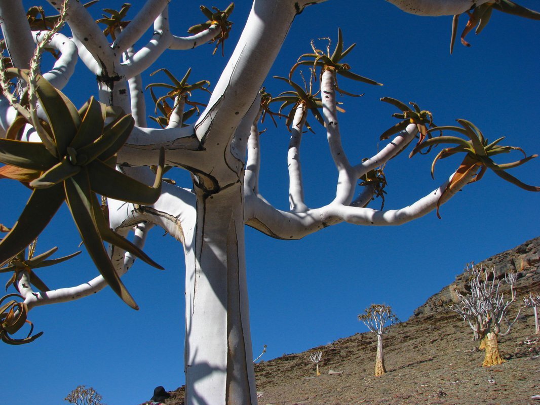 Колчанное дерево Намиб