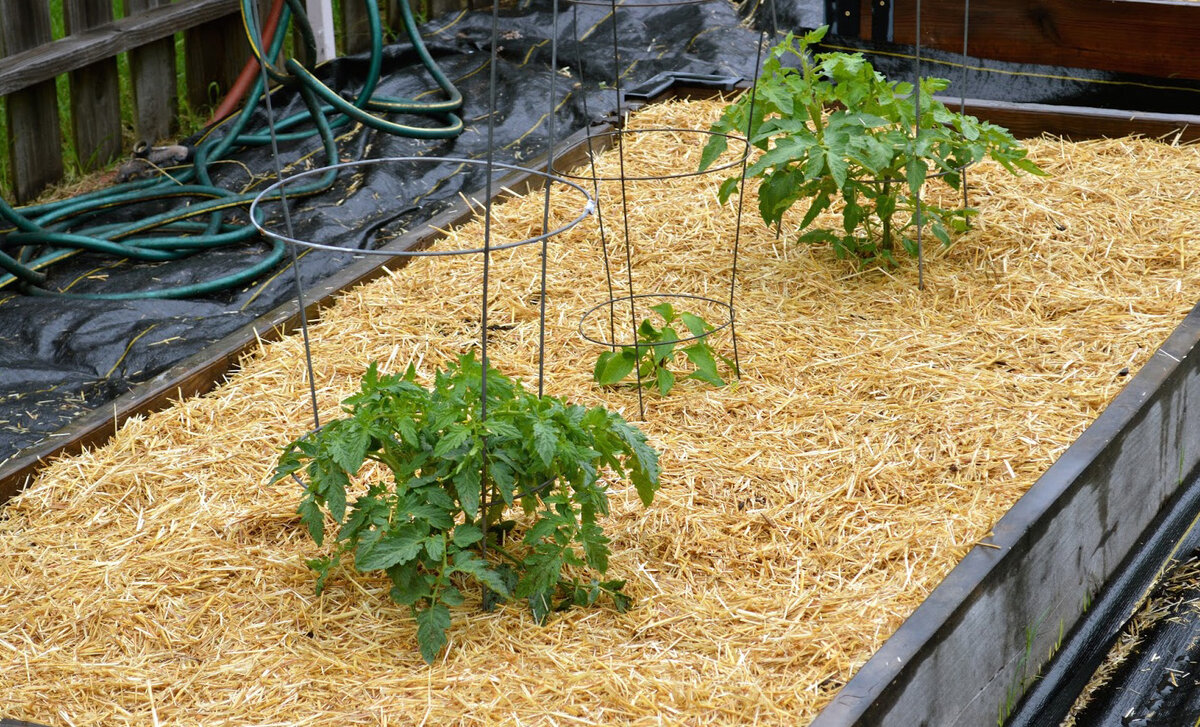 Почва под соломой. Фото из свободного доступа.