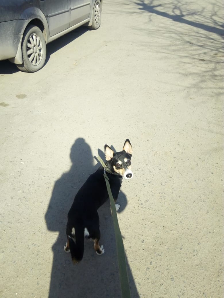 Мой Чипушка(личное фото)