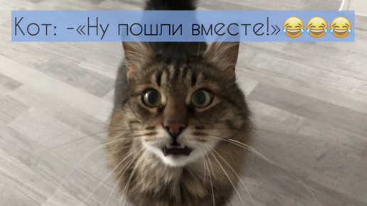 Кот не может ходить в туалет без меня