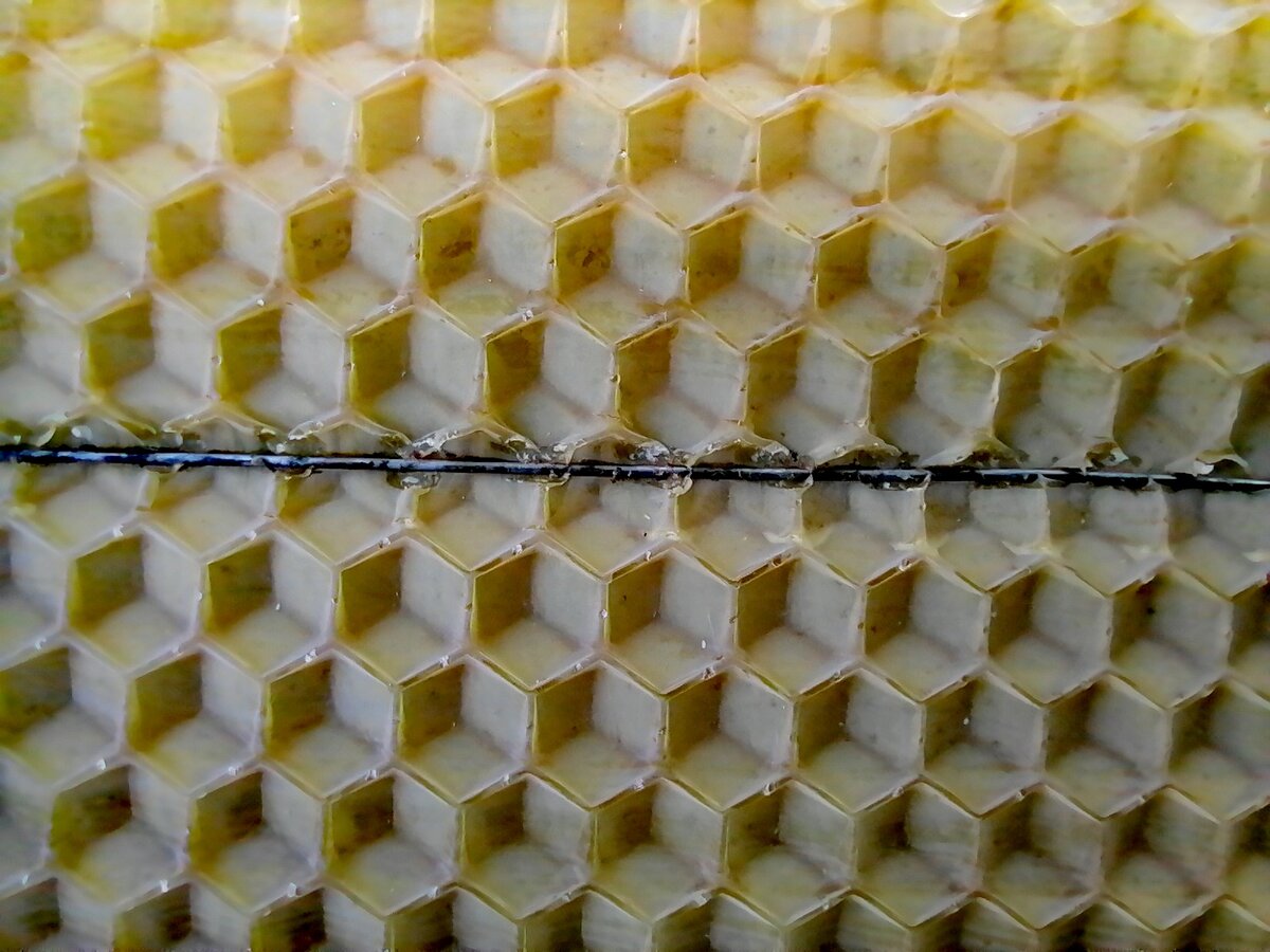 Результат прикатки вощины шпорой. Фото автора.