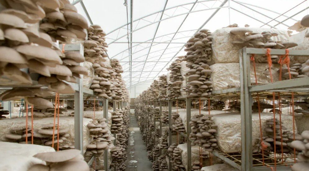 Так выращивают вешенку в промышленных масштабах