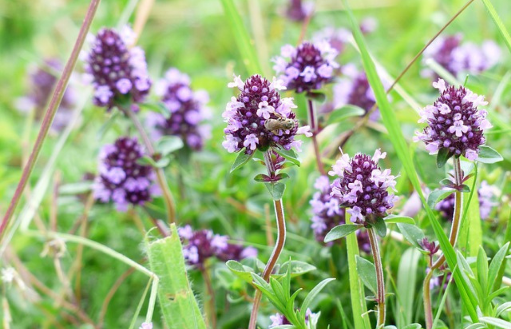 Чабрец или тимьян