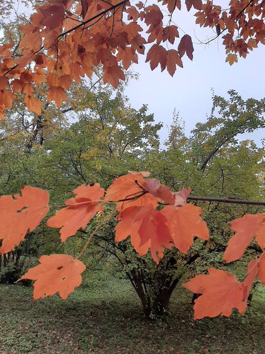 Шуршать листьями. Шелест листвы. Падающие листья. Осенняя листва. Шелестит листва.