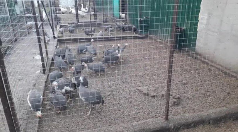 Цесарка - одна из разновидность птиц, которую можно держать в подсобном хозяйстве. Птица интеллигентная, пугливая, очень красивая.