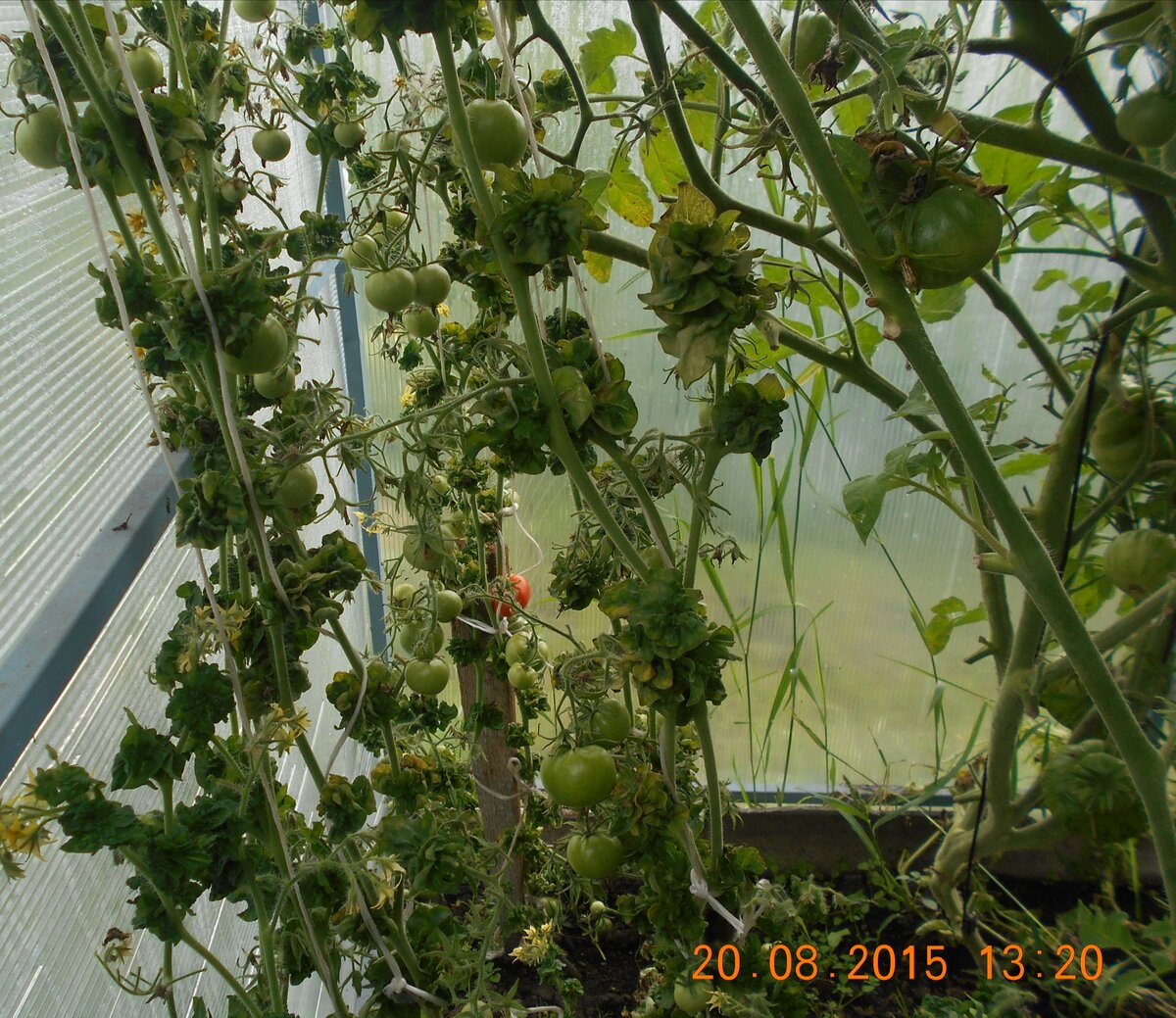 Томат палка