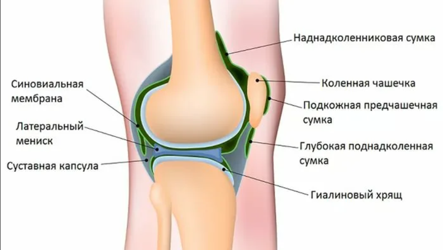 Гипертрофия складки коленного сустава. Суставные сумки коленного сустава анатомия. Синовиальные сумки коленного сустава анатомия. Строение коленного сустава синовиальные сумки. Синовиальные сумки надколенника.