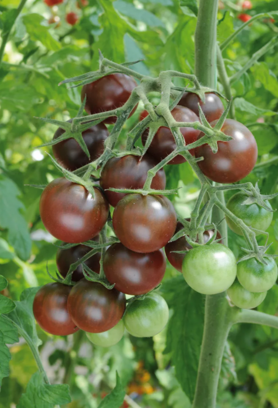 Сорт Черный шоколад