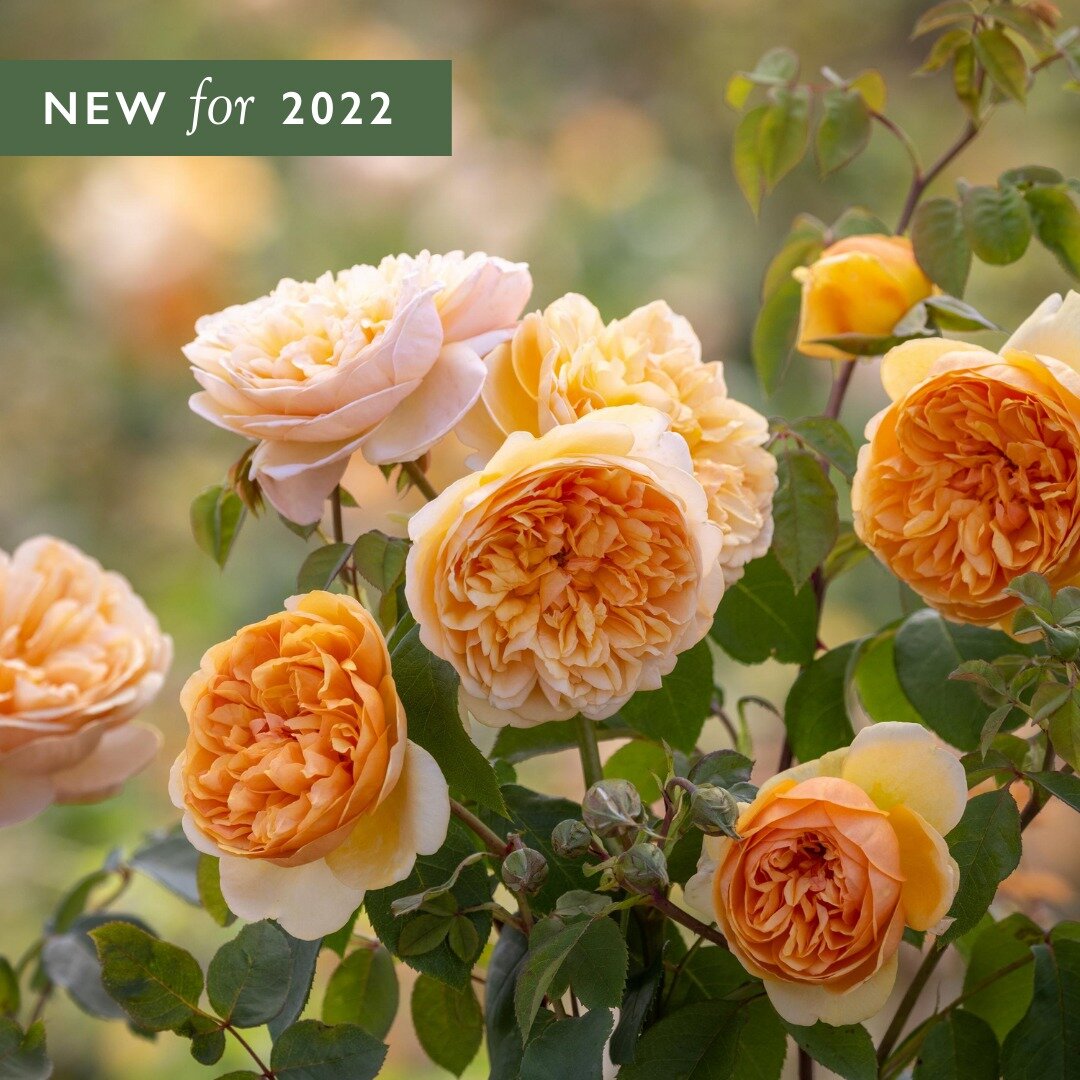 Роза Bring Me Sunshine. Фото: www.davidaustinroses.co.uk