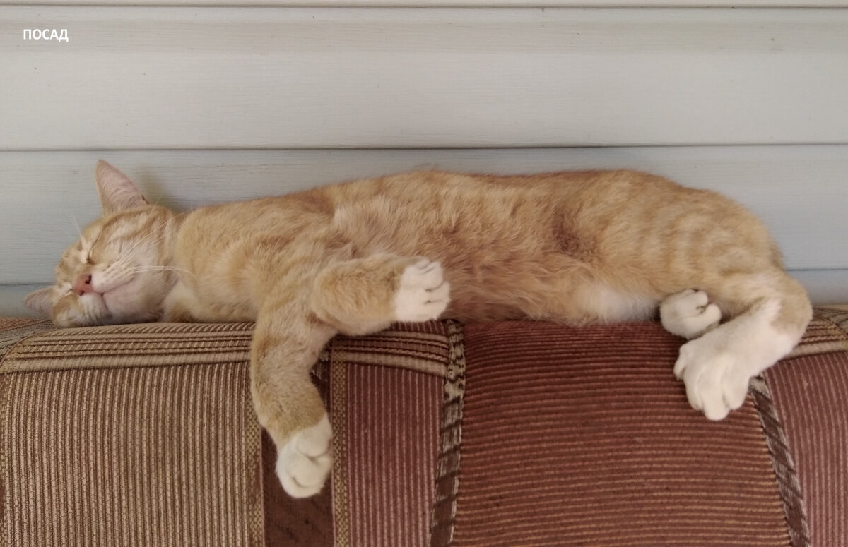 Не буди, атаман, есаула верного!