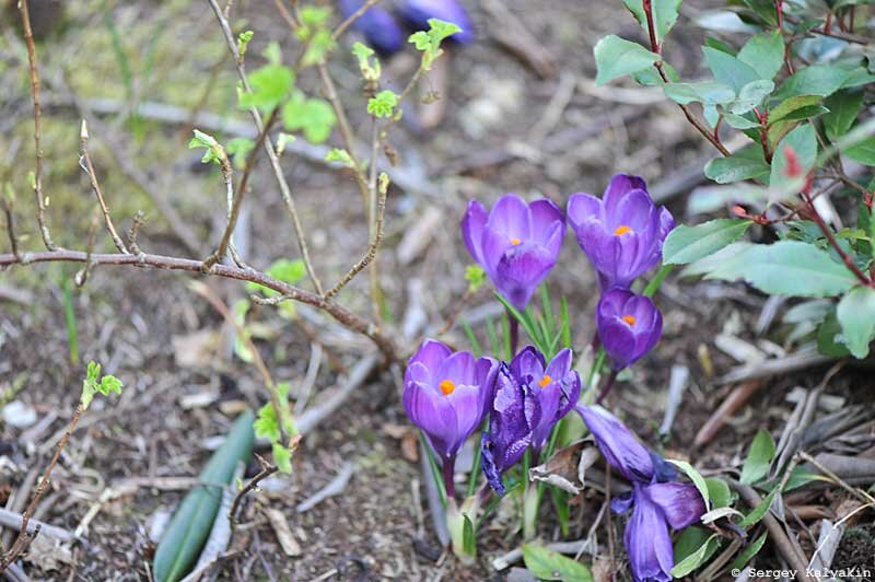 Flower Record