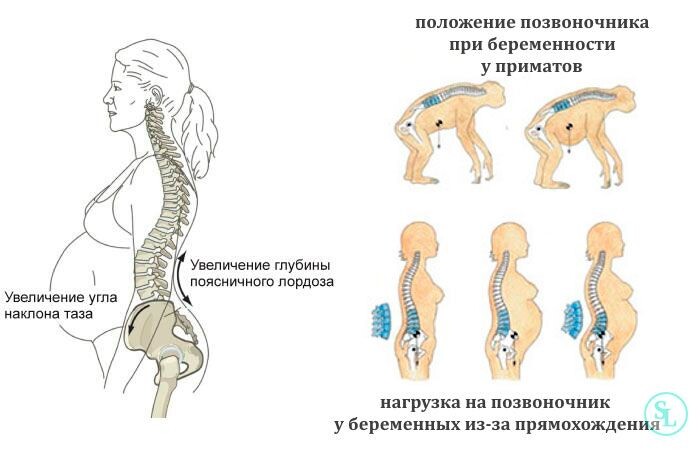 Обратите внимание, как мы расплачиваемся за своё прямохождение - у приматов нагрузка на позвоночник во время беременности минимальна. 