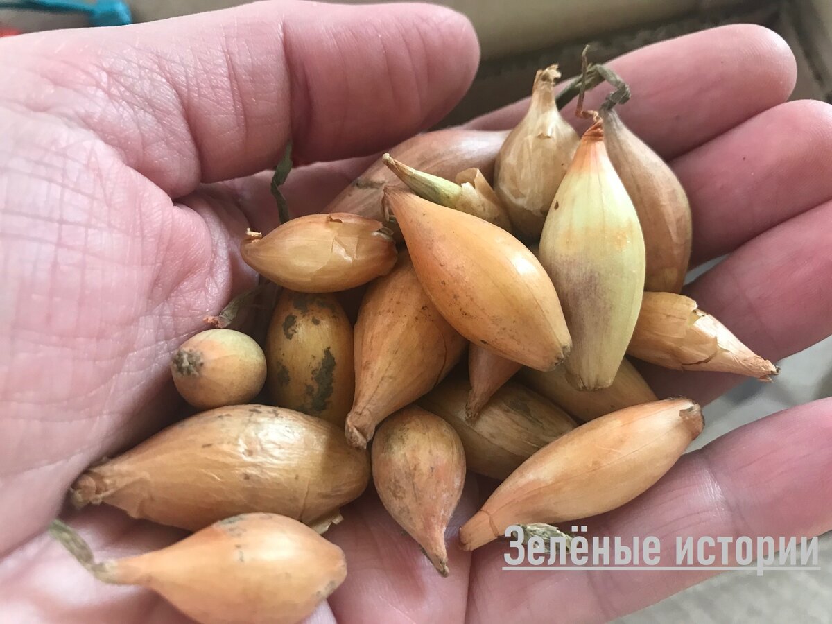 Лук-севок Олина (14/21) 0,5 кг +/-10