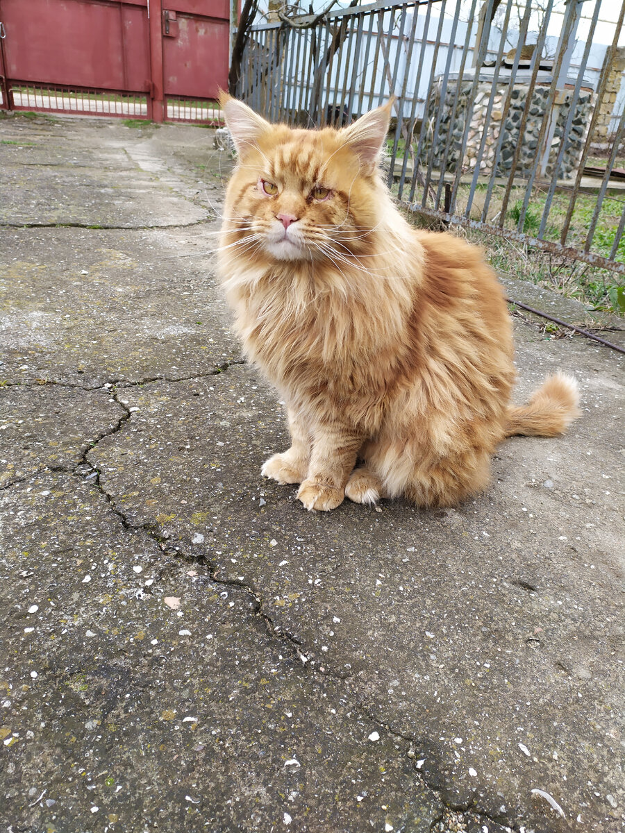 Лисичка, пойдём домой. 