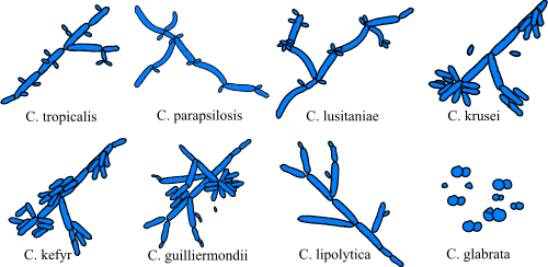 Род Candida содержит около 200 различных видов. Чаще других встречается вид C.albicans. Реже Candida non-albicans, такие как C. glabrata, C. tropicalis, C. krusei, C. parapsilosis