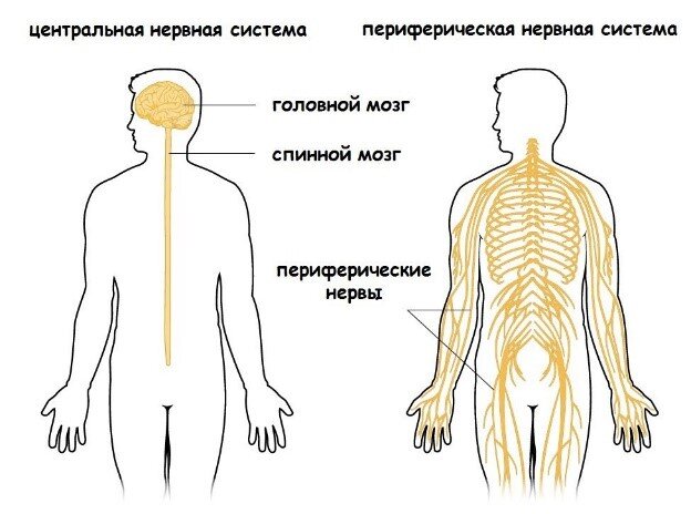 Нервная система